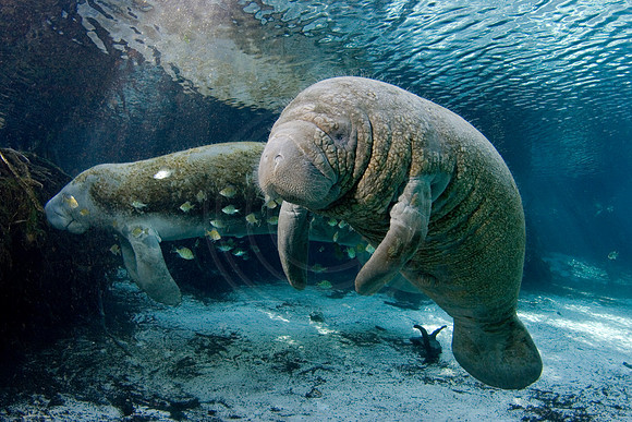 Manatees-0792