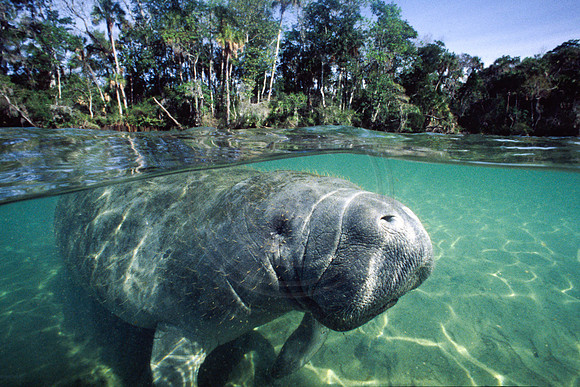 Manatees-0068