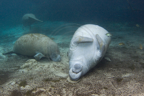 Manatees-1988