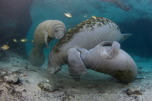 Manatees-1654