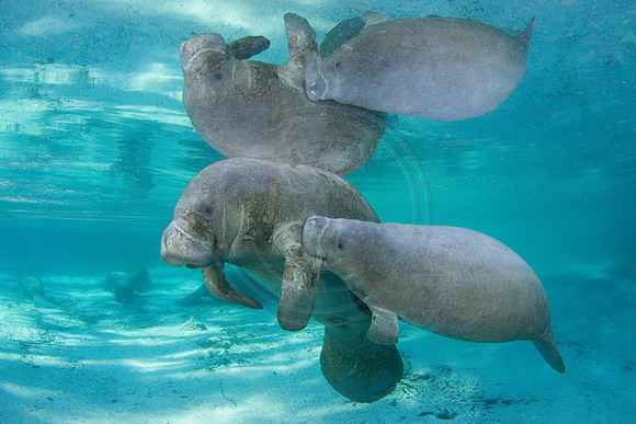Manatees-1689