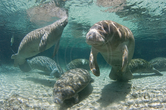 Manatees-0813