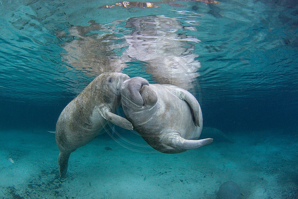 Manatees-2390