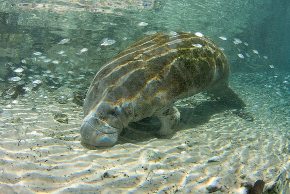 Manatees-1148