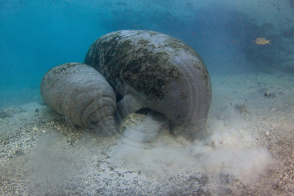 Manatees-1924