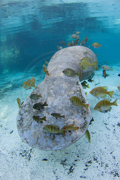 Manatees-1615