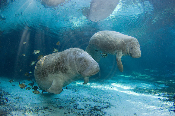 Manatees-2285