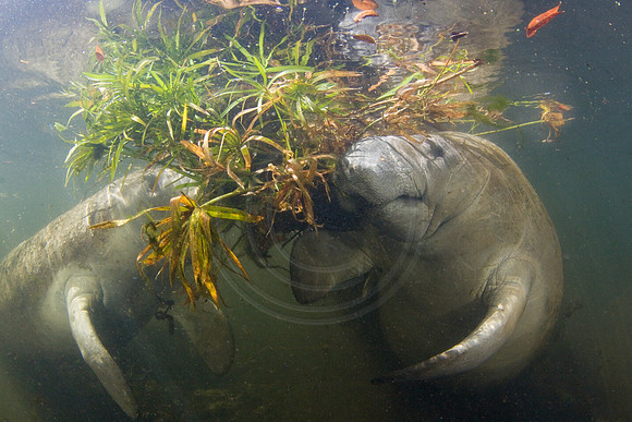 Manatees-3094