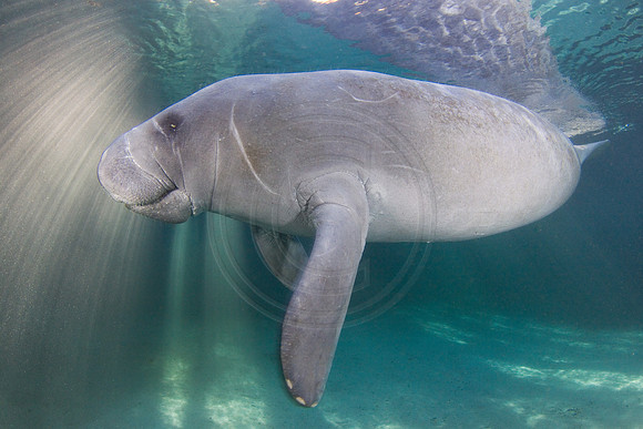 Manatees-2112