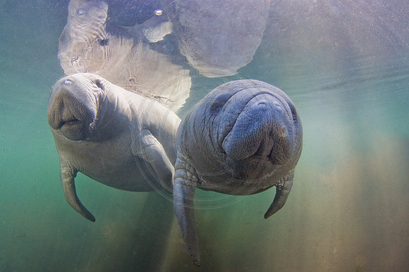 Manatees-3322