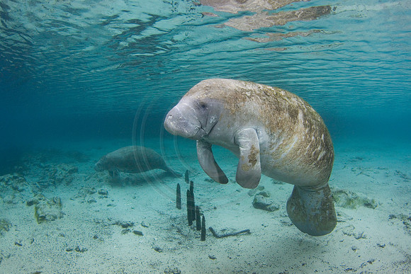 Manatees-2468