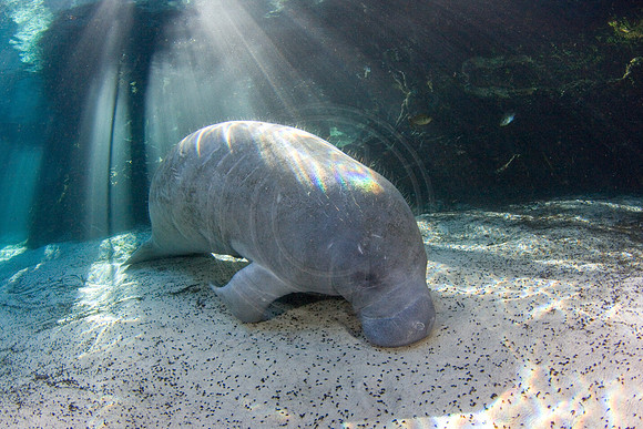 Manatees-2113