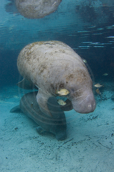 Manatees-1444