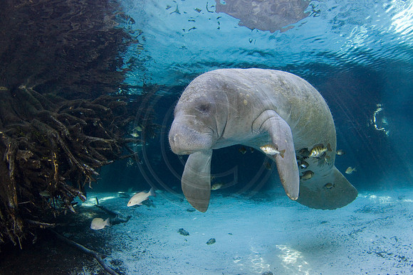 Manatees-2532