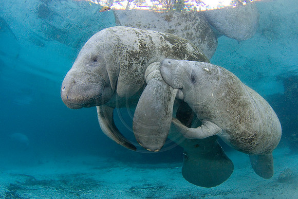 Manatees-1683