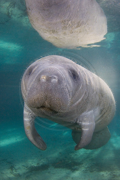 Manatees-2107