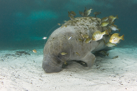 Manatees-1145