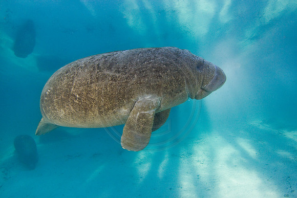 Manatees-2466
