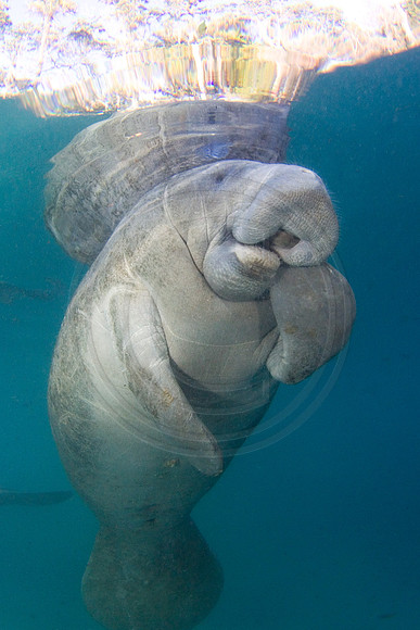 Manatees-2489