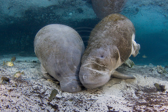 Manatees-1725