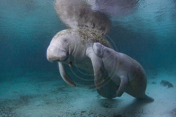 Manatees-3342