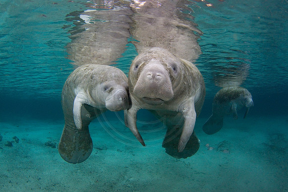 Manatees-2327