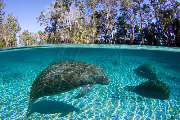 Manatees-2939
