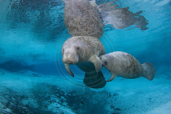 Manatees-2280