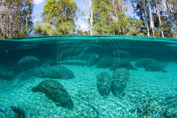 Manatees-0809