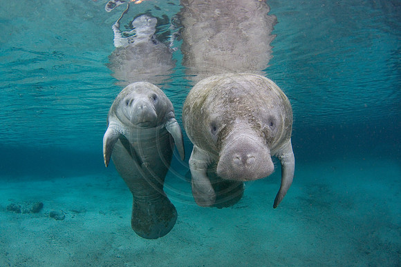 Manatees-2330