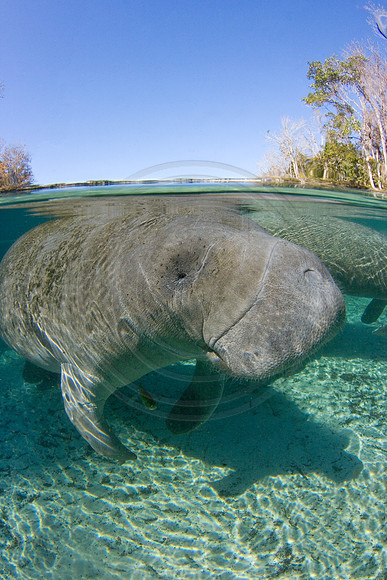 Manatees-0582