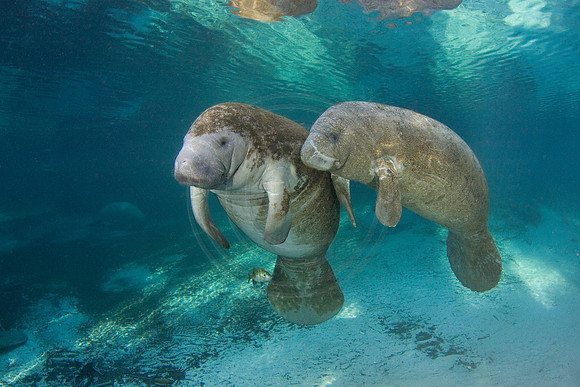 Manatees-2850
