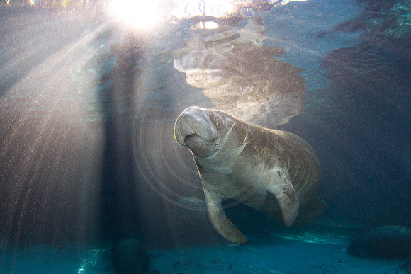 Manatees-2485