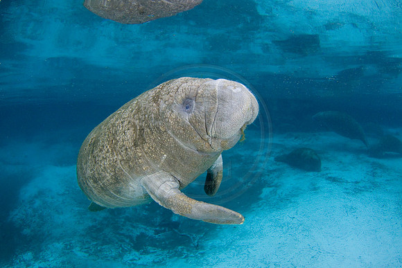 Manatees-3392