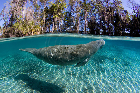 Manatees-2012