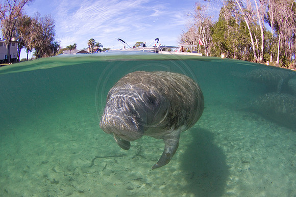 Manatees-2421
