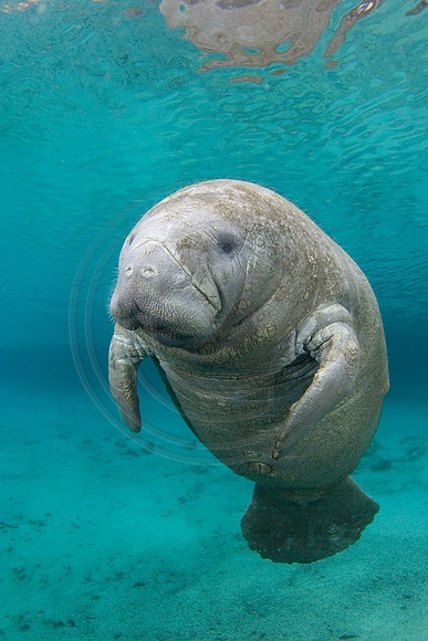 Manatees-2095