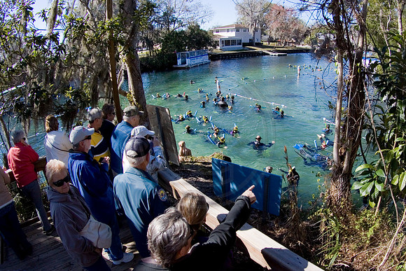 Manatees-2745