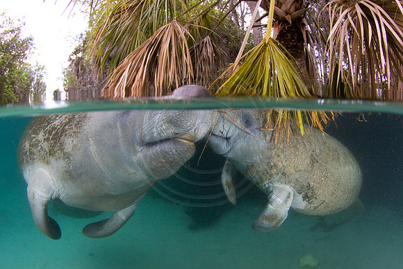 Manatees-1916