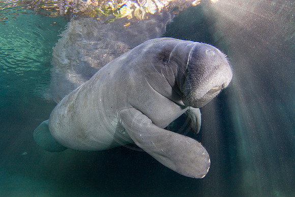 Manatees-2103
