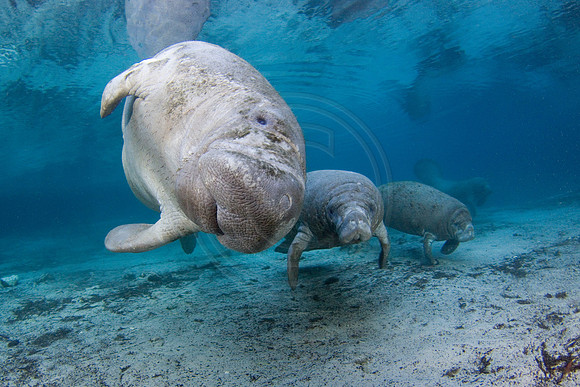 Manatees-1801