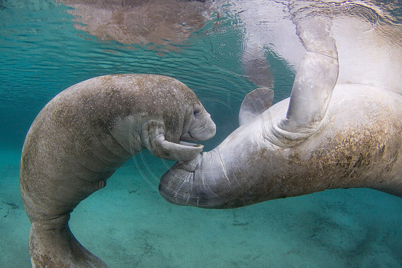 Manatees-2412