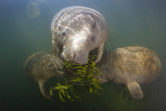 Manatees-3102
