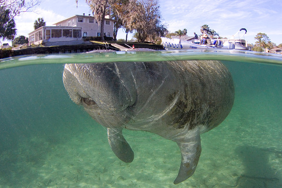 Manatees-2422