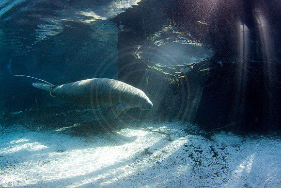 Manatees-2587