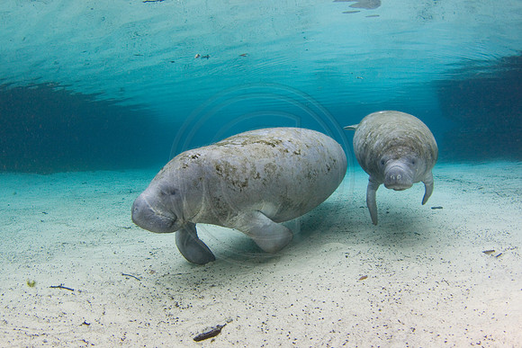 Manatees-2316