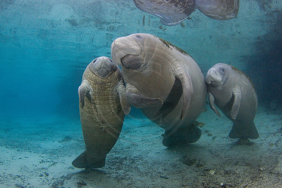 Manatees-1645