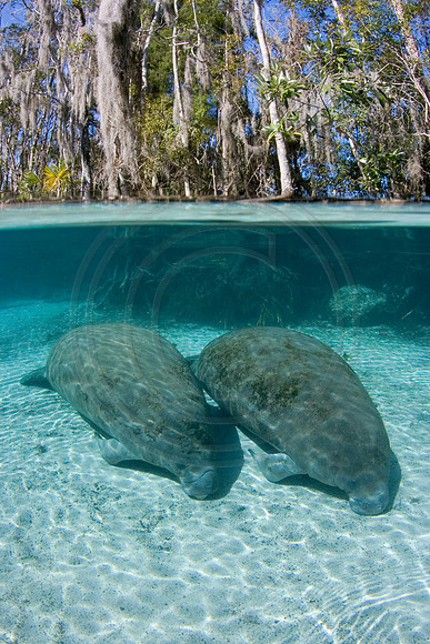 Manatees-0594