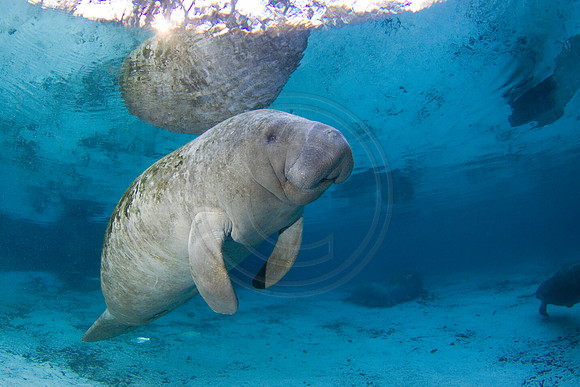 Manatees-2447