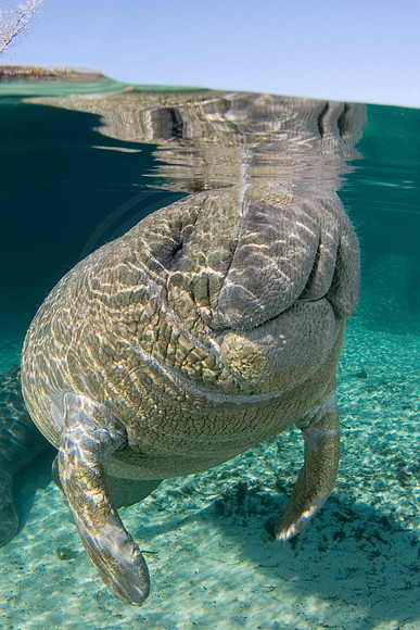 Manatees-1326